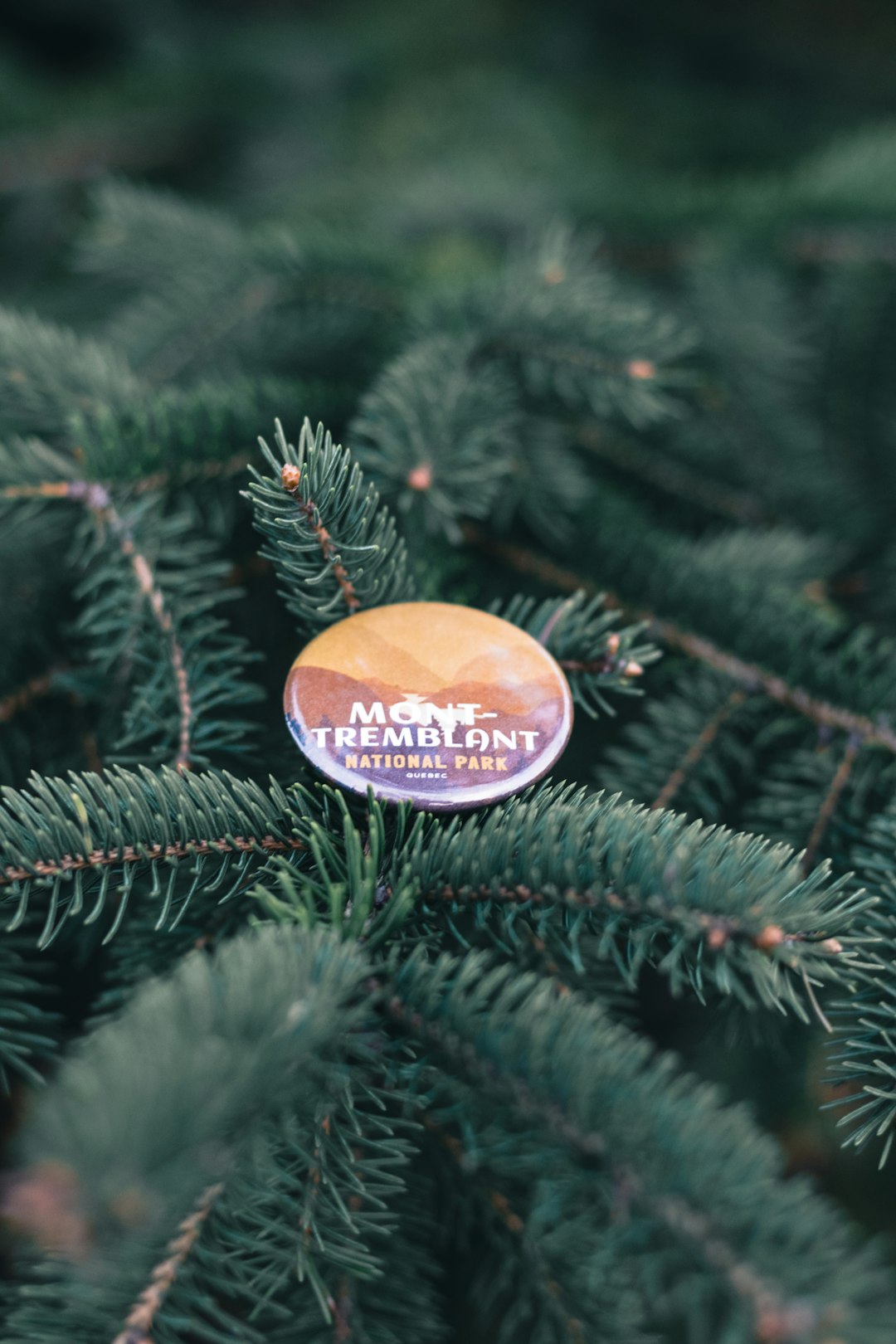 green pine tree with orange and white round ornament