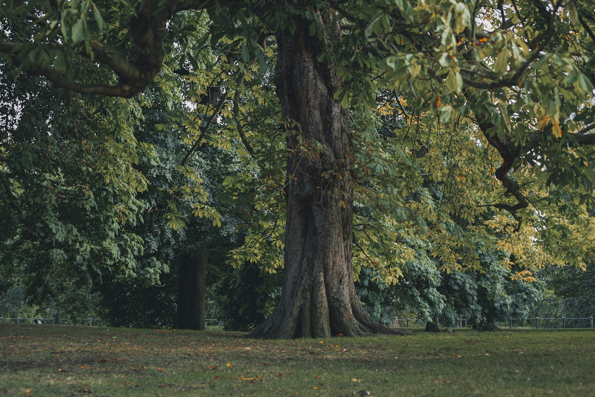 green and brown tree on green grass field