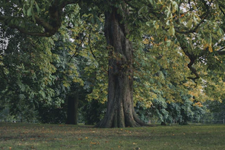 green and brown tree on green grass field