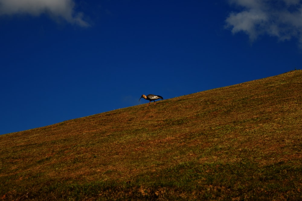 white and black bird on green grass field under blue sky during daytime