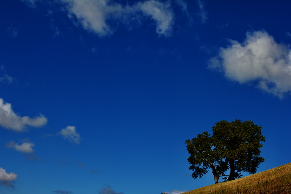 green tree under blue sky during daytime