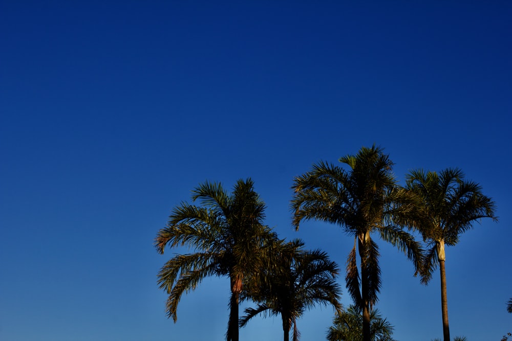 green palm tree under blue sky during daytime