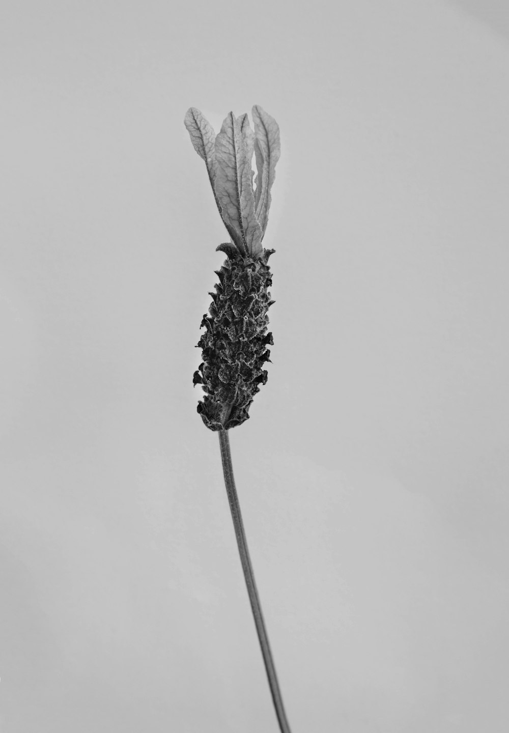 white and black flower in close up photography