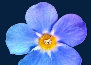 blue flower with black background