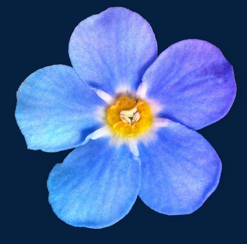 黒の背景に青い花