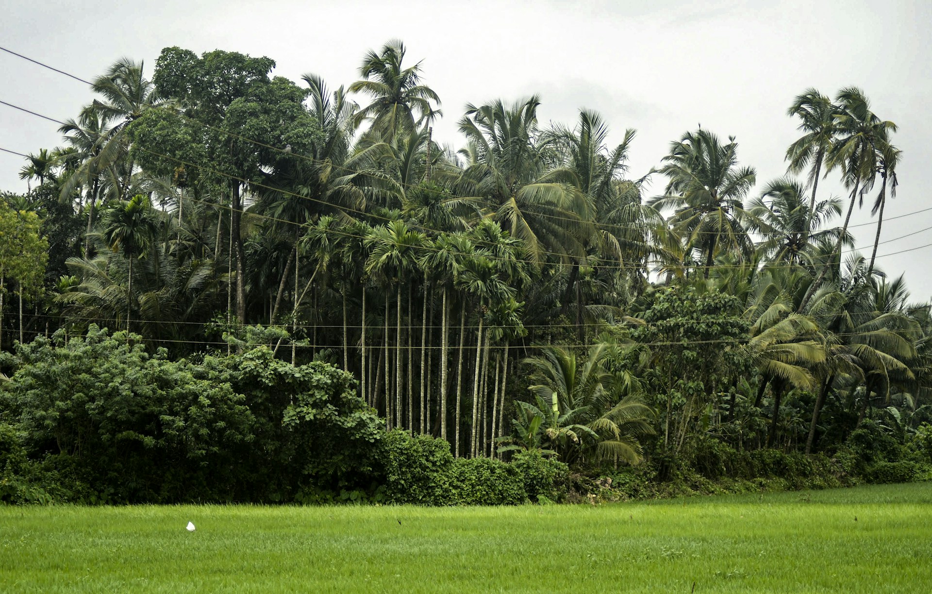 green grass field near green trees under white sky during daytime