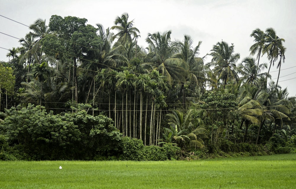 green grass field near green trees under white sky during daytime