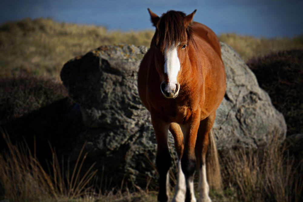 a brown horse standing next to a large rock