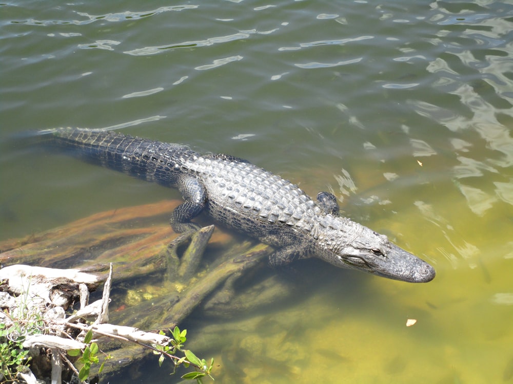 black crocodile on body of water during daytime