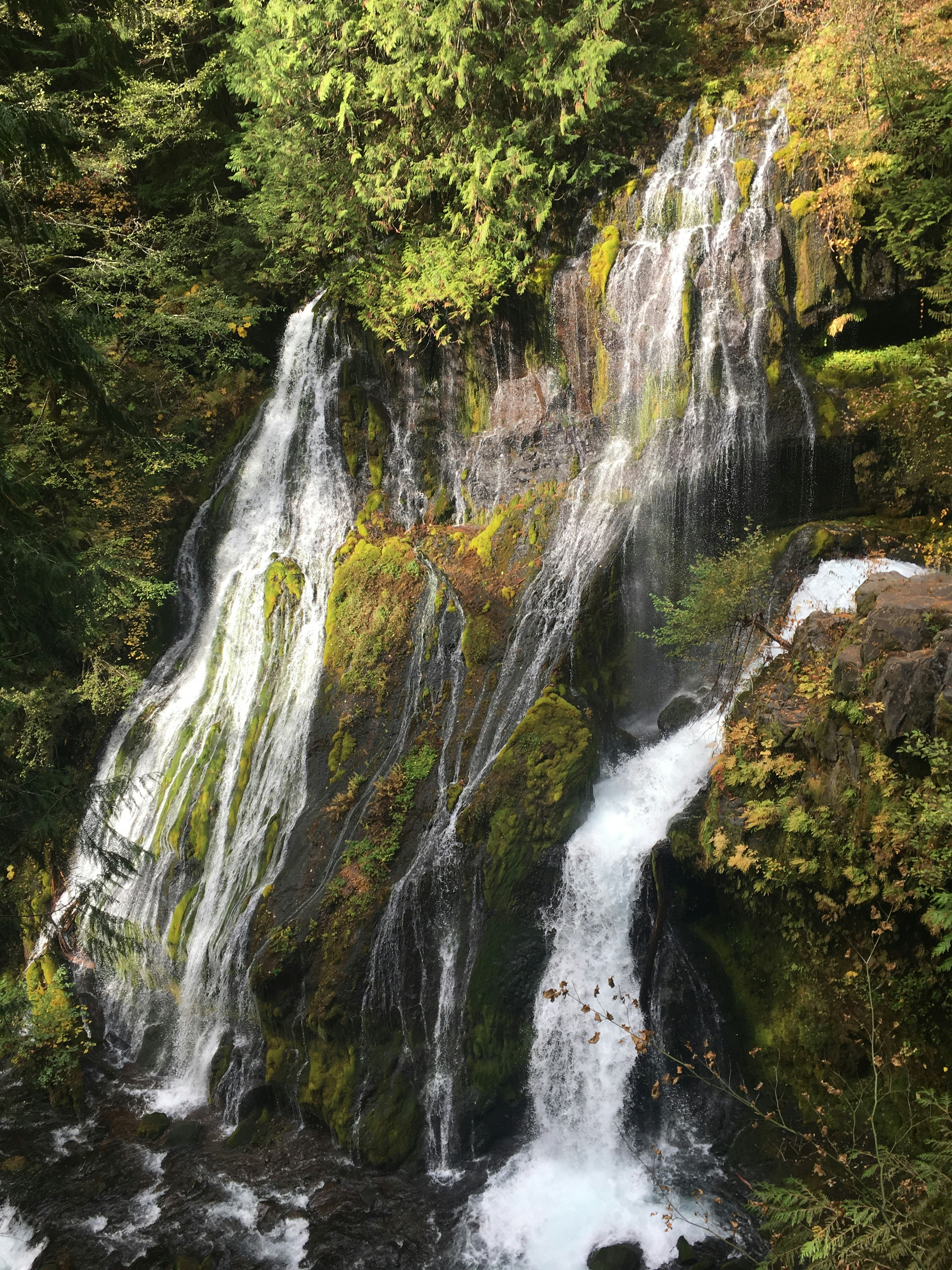 waterfalls in the middle of green trees
