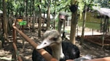 Two ostriches are in a fenced area surrounded by numerous trees and vegetation. One ostrich is close to the camera, peering curiously, while the other stands a bit farther with a playful expression. In the background, signs with information and feeding trays are visible.