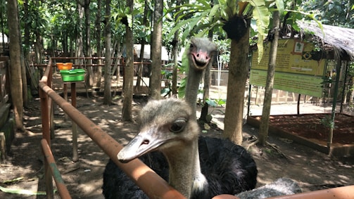 Two ostriches are in a fenced area surrounded by numerous trees and vegetation. One ostrich is close to the camera, peering curiously, while the other stands a bit farther with a playful expression. In the background, signs with information and feeding trays are visible.