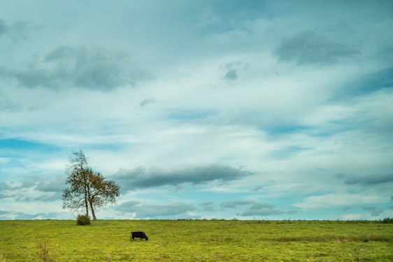 A close-up of rich, dark organic cow dung spread across a vibrant green farm field under a clear blue sky.