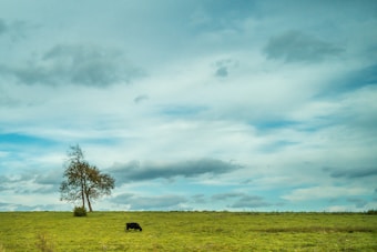A lush green field under a vast, partly cloudy sky with patches of blue visible. A single tree stands off to the left side, and a black cow is grazing in the field near the center of the image.