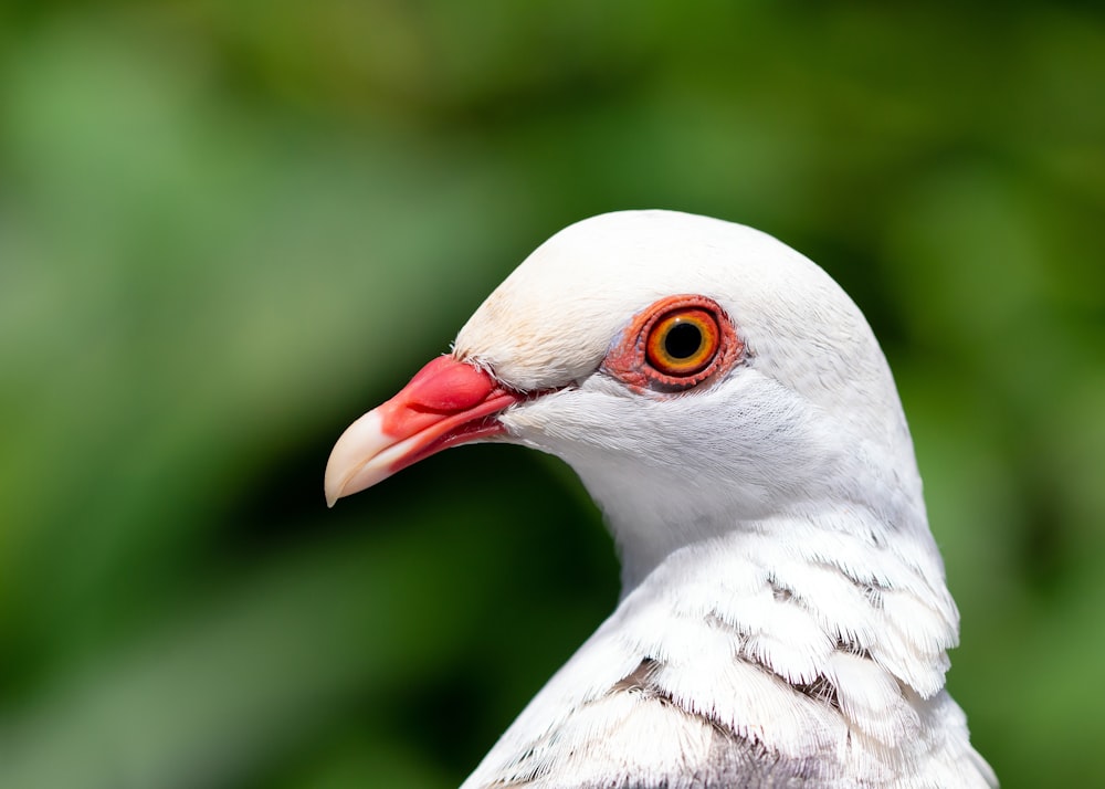 Nahaufnahme eines weißen Vogels mit rotem Schnabel