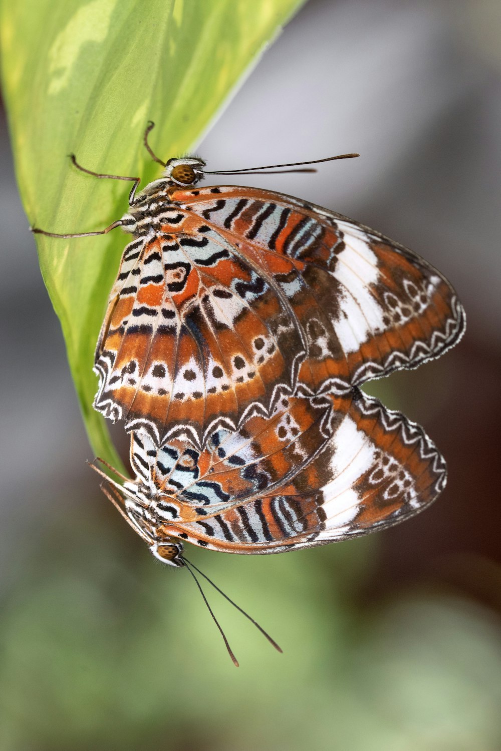 Brauner und weißer Schmetterling sitzt tagsüber auf grünem Blatt in Nahaufnahmen