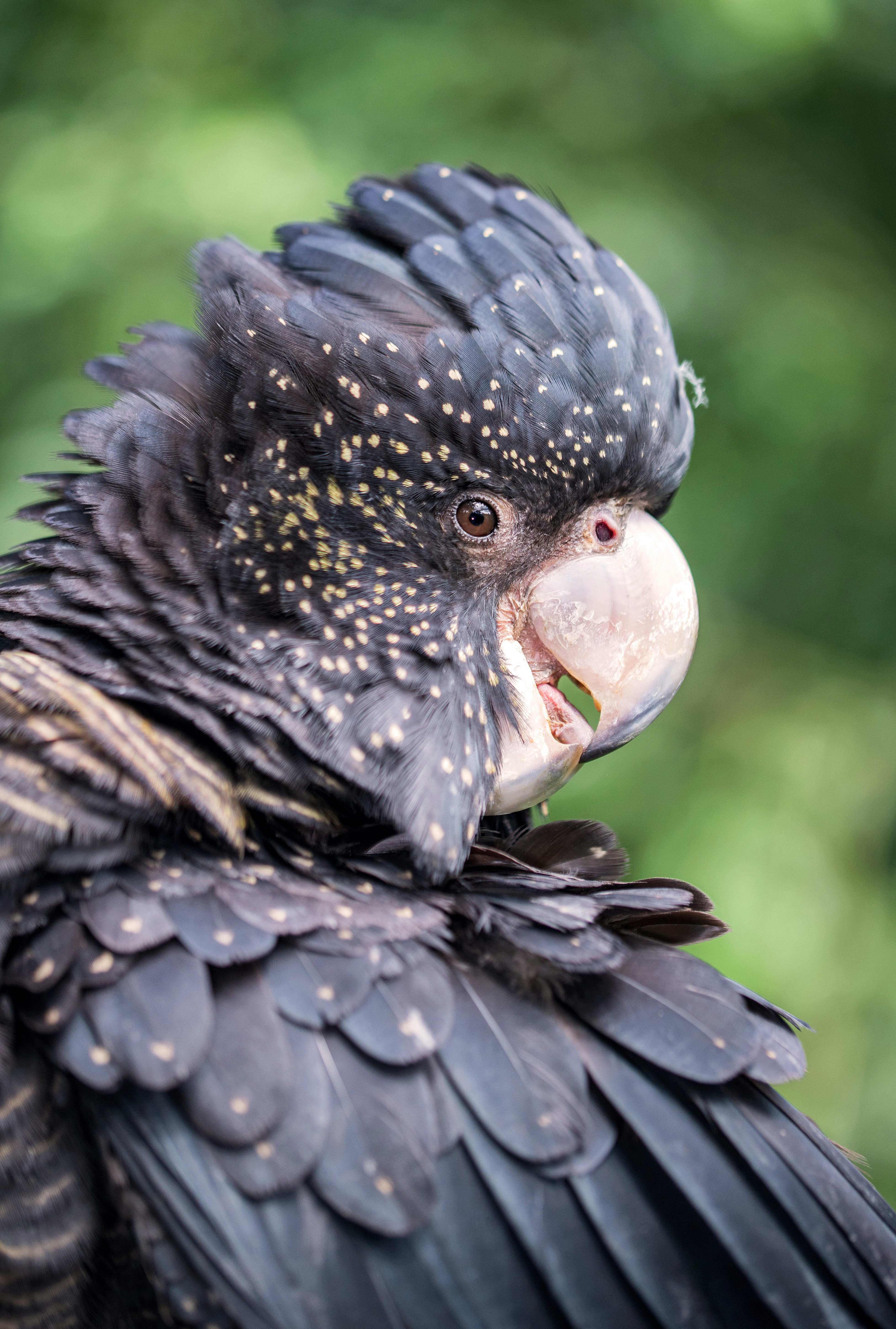 black and brown bird in close up photography