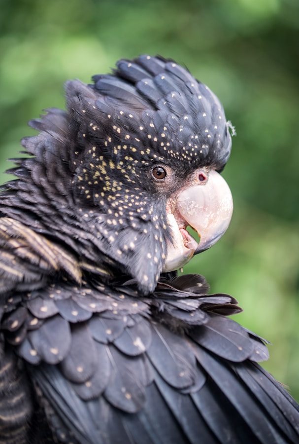 close-up of a black cockatoo