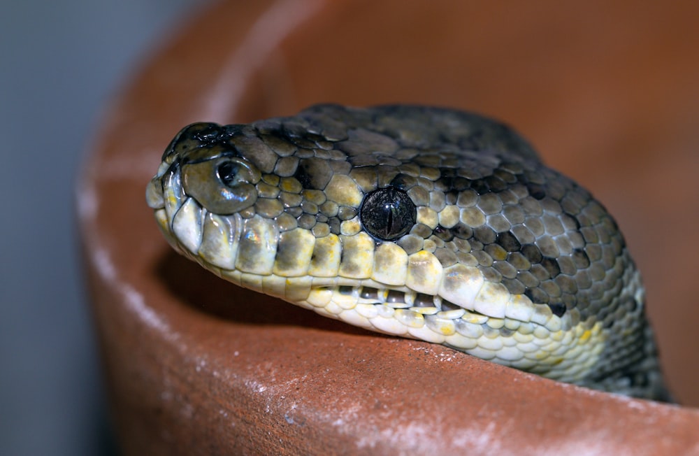 a close up of a snake in a pot