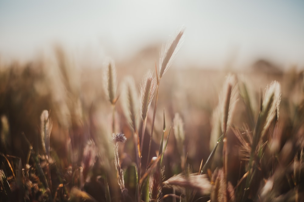 brown wheat field during daytime