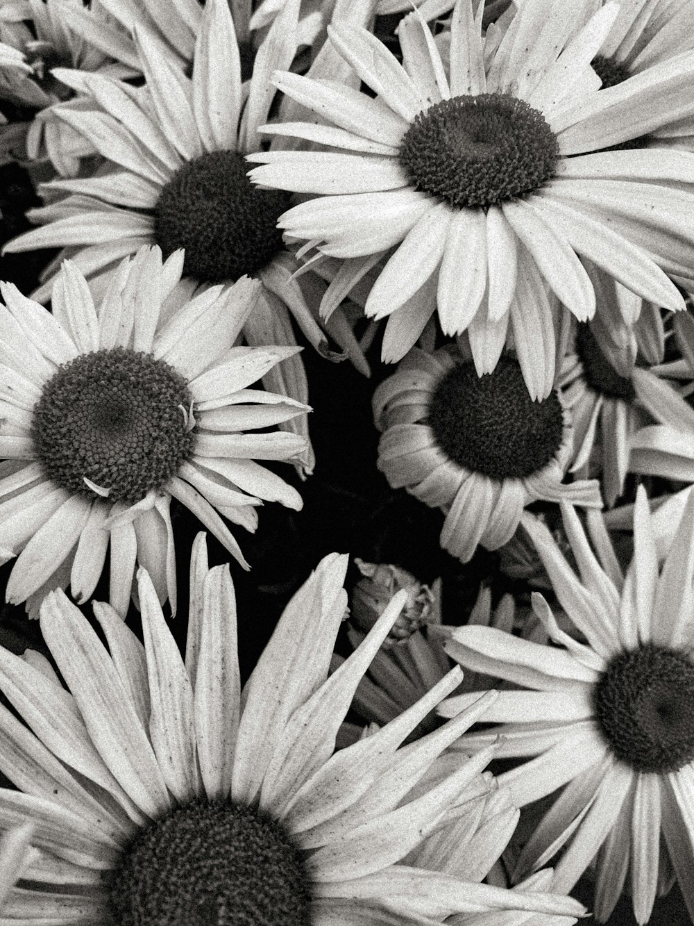 white and black flower in close up photography