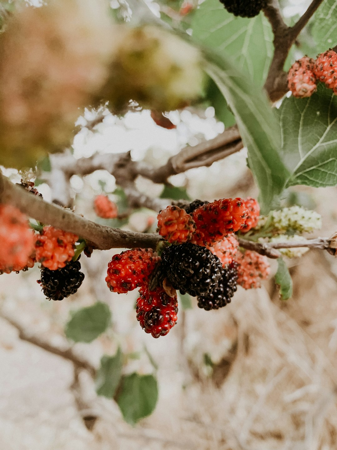 red and black berries on tree branch