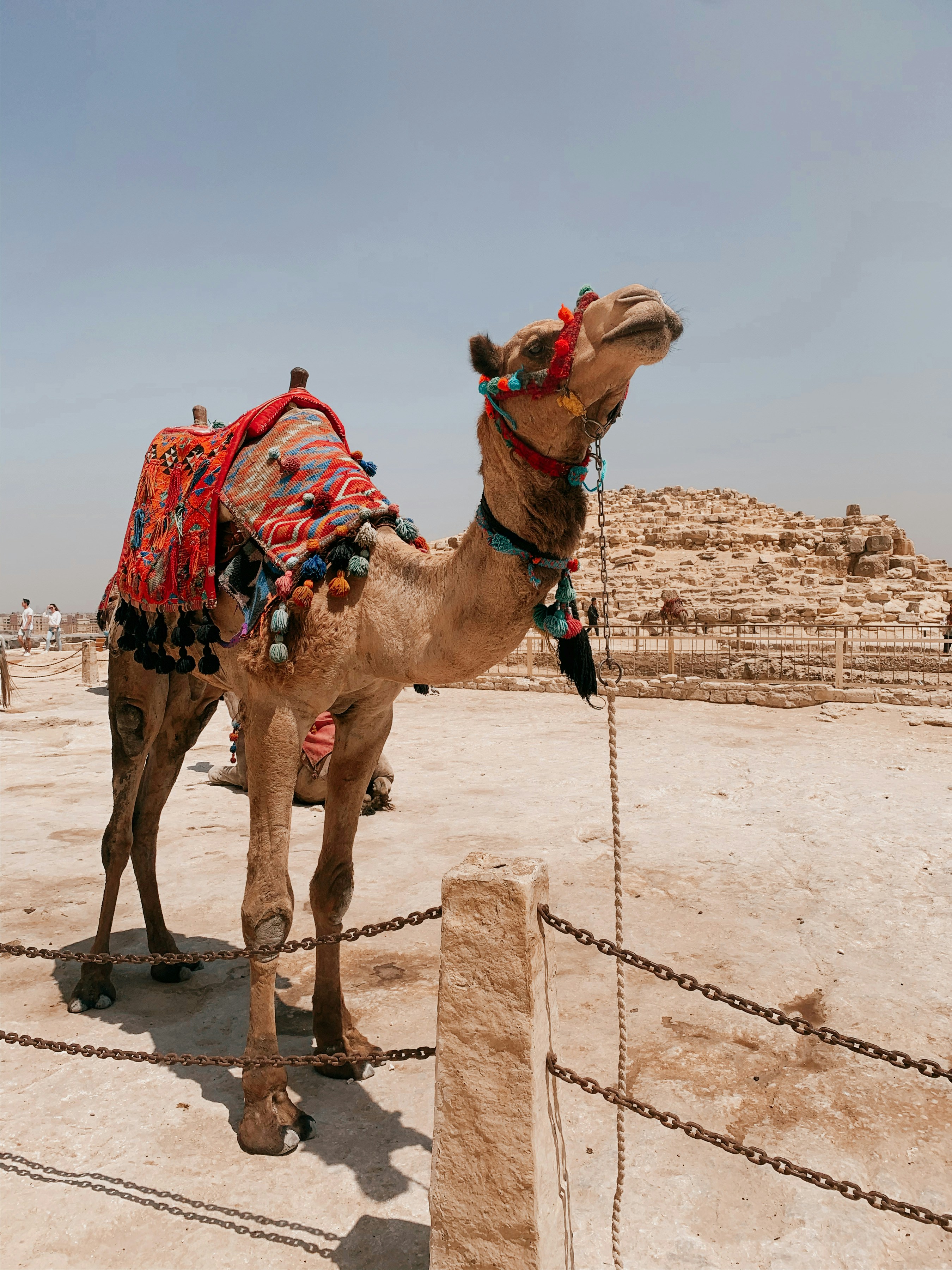 昼間の砂漠のラクダの写真 Unsplashの無料茶色写真