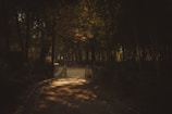 A quiet forest path at dusk with soft light filtering through the trees