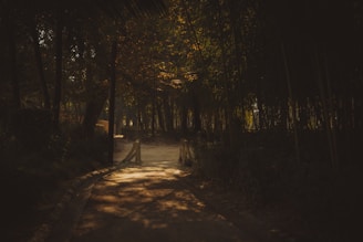 A quiet forest path at dusk with soft light filtering through the trees