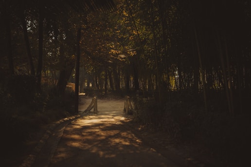 A quiet forest path at dusk with soft light filtering through the trees