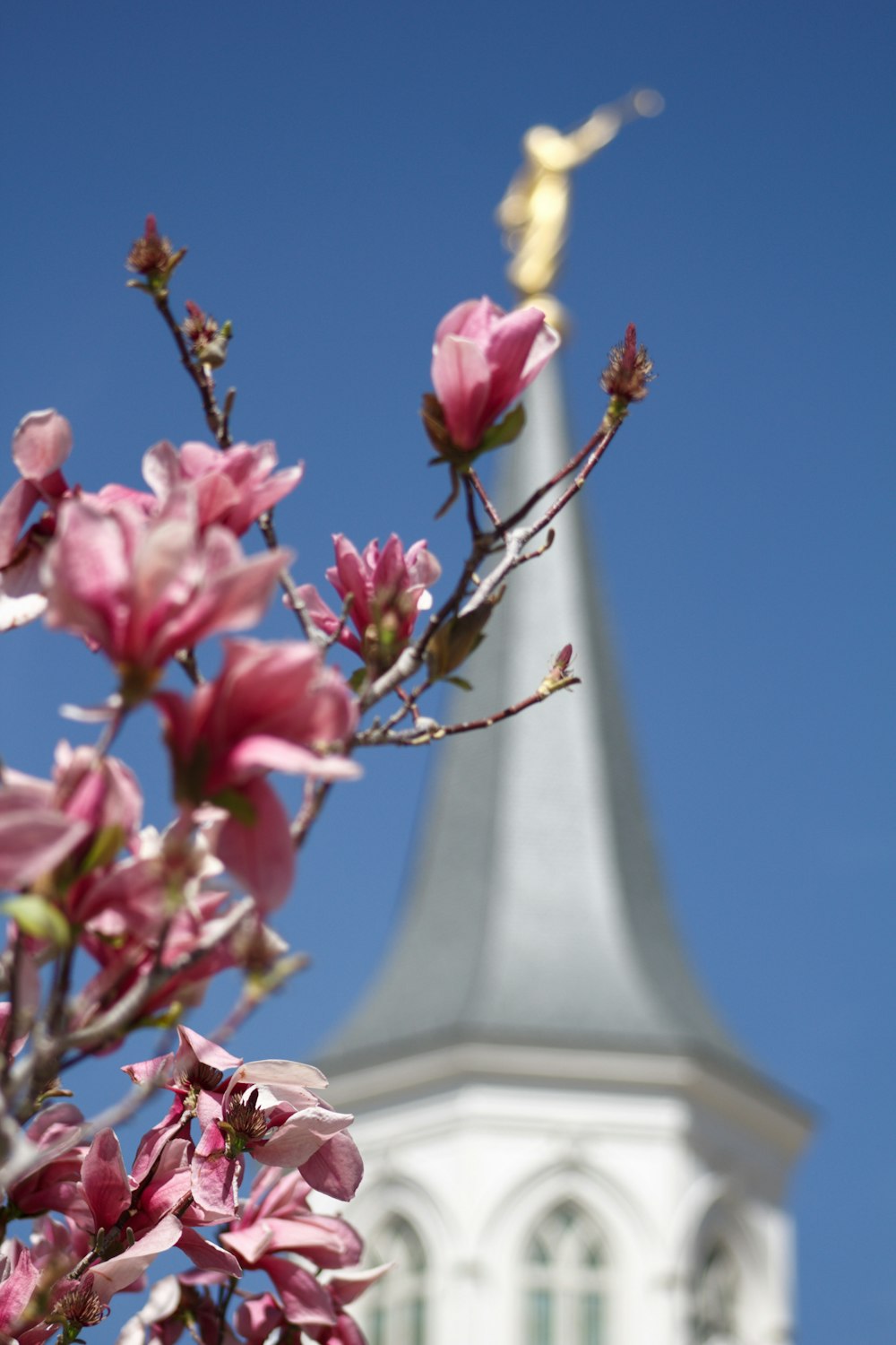 pink flowers near white concrete tower during daytime