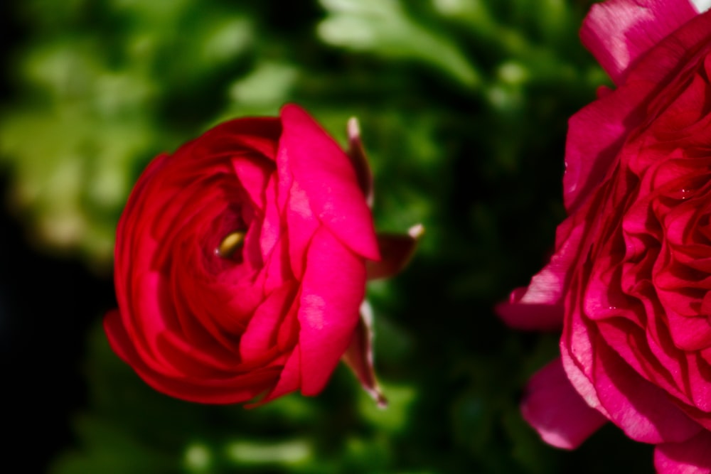 rosa vermelha em flor durante o dia