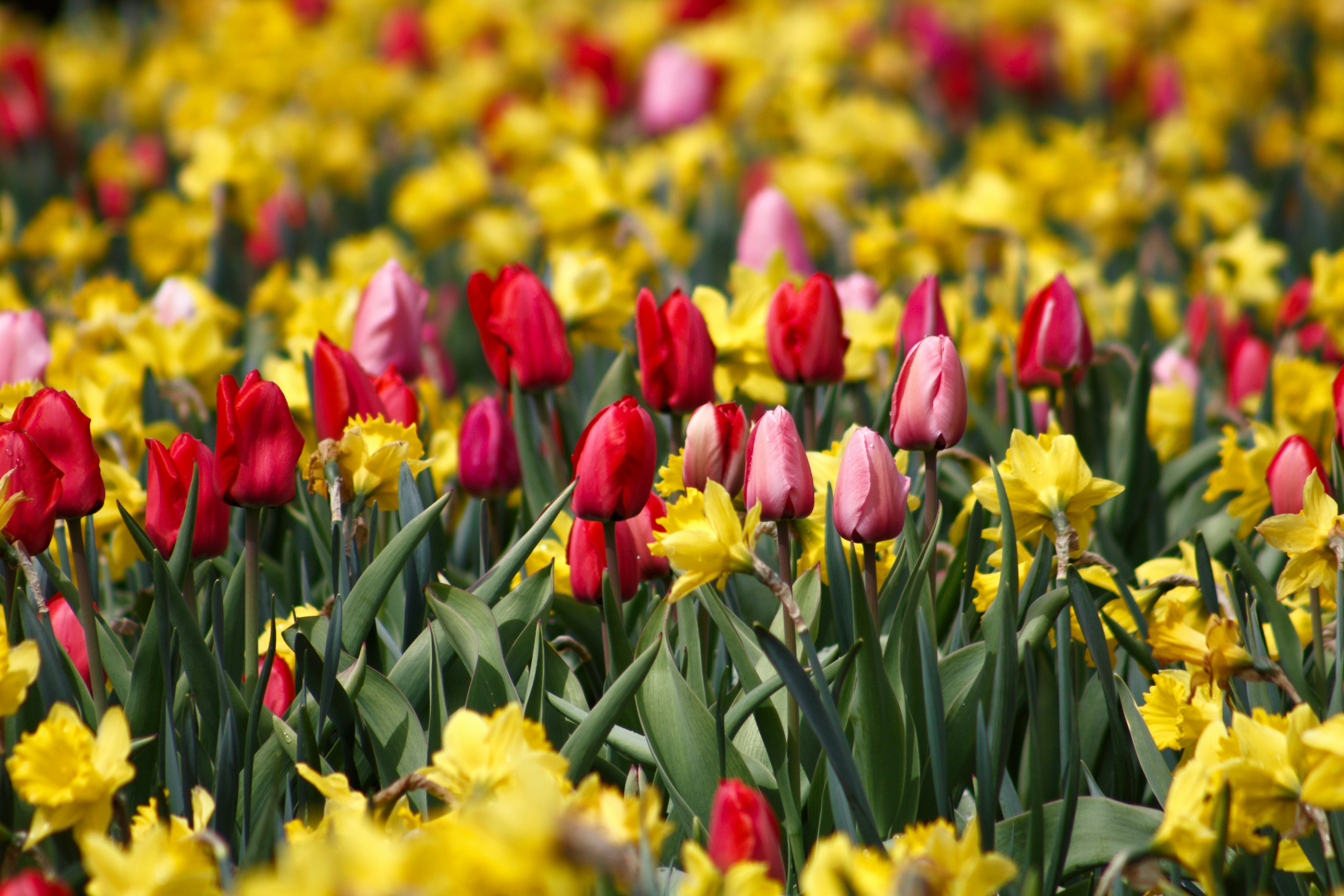 Photo by joshua_hoehne