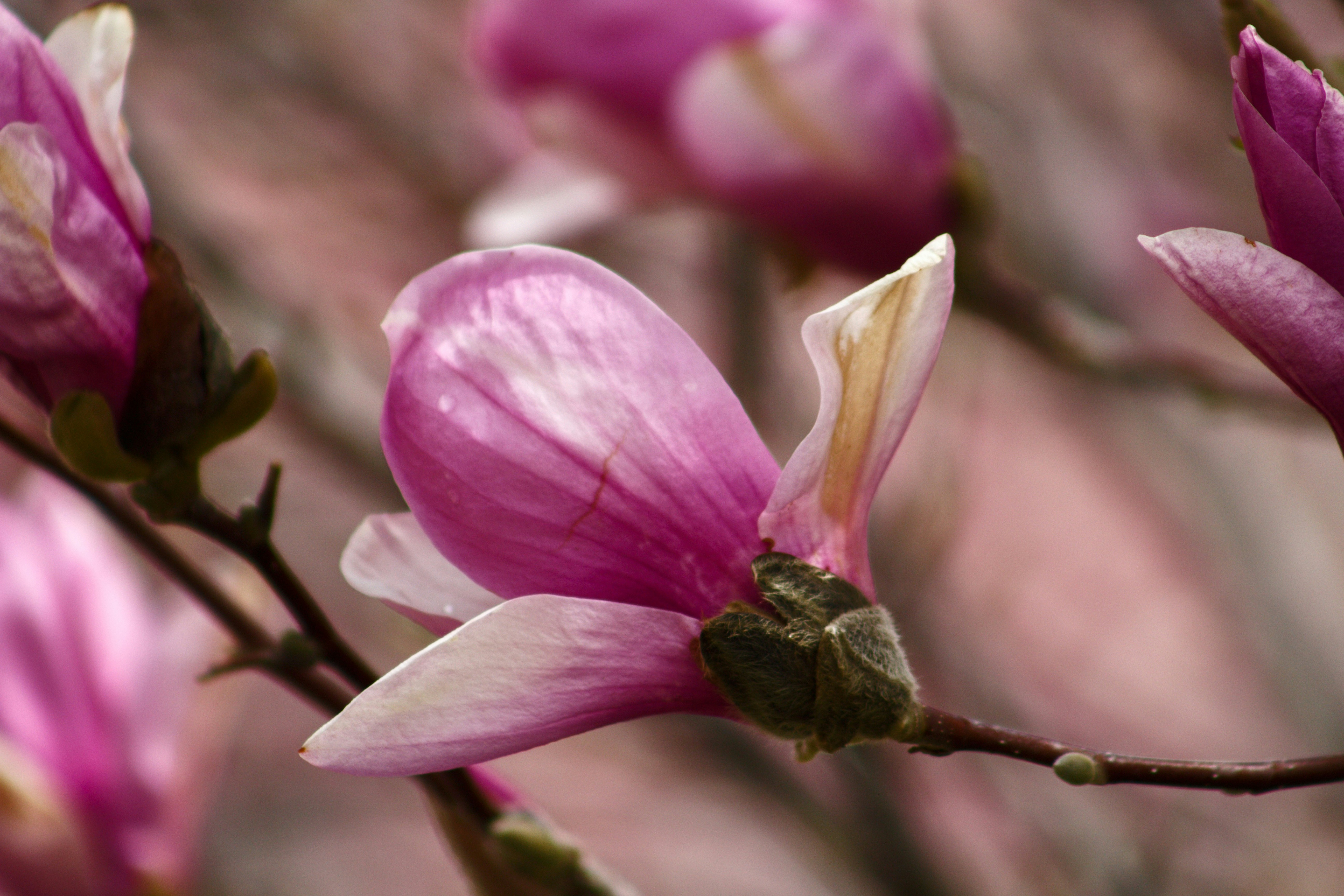 Photo by joshua_hoehne