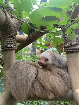 A relaxed sloth lounging on a pile of golden coins with a coffee cup nearby.