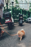 A small fluffy dog on a bright orange leash is being walked along a city street. The dog has its tongue out, appearing energetic and cheerful. In the background, there are several scooters parked along a fence, with some greenery and an apartment building visible.
