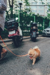 A small fluffy dog on a bright orange leash is being walked along a city street. The dog has its tongue out, appearing energetic and cheerful. In the background, there are several scooters parked along a fence, with some greenery and an apartment building visible.