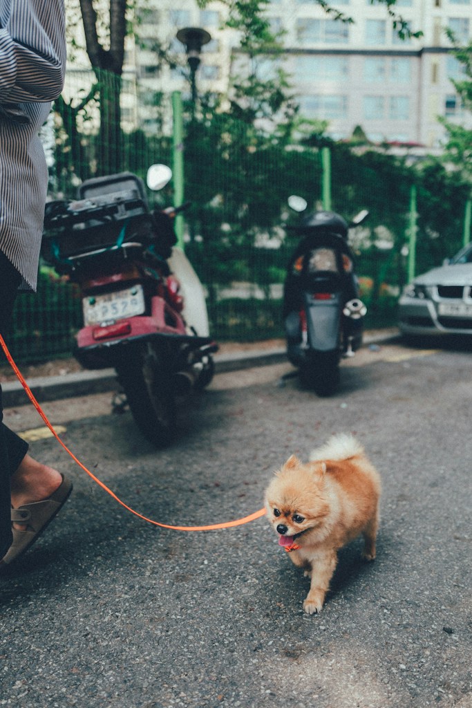 Extra Adventure Walk