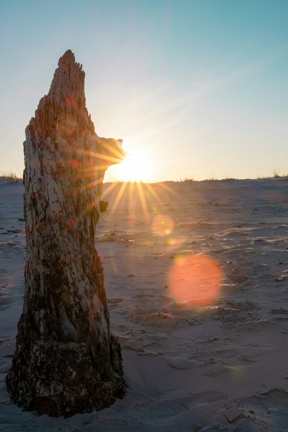 tronc d’arbre brun sur l’eau au coucher du soleil