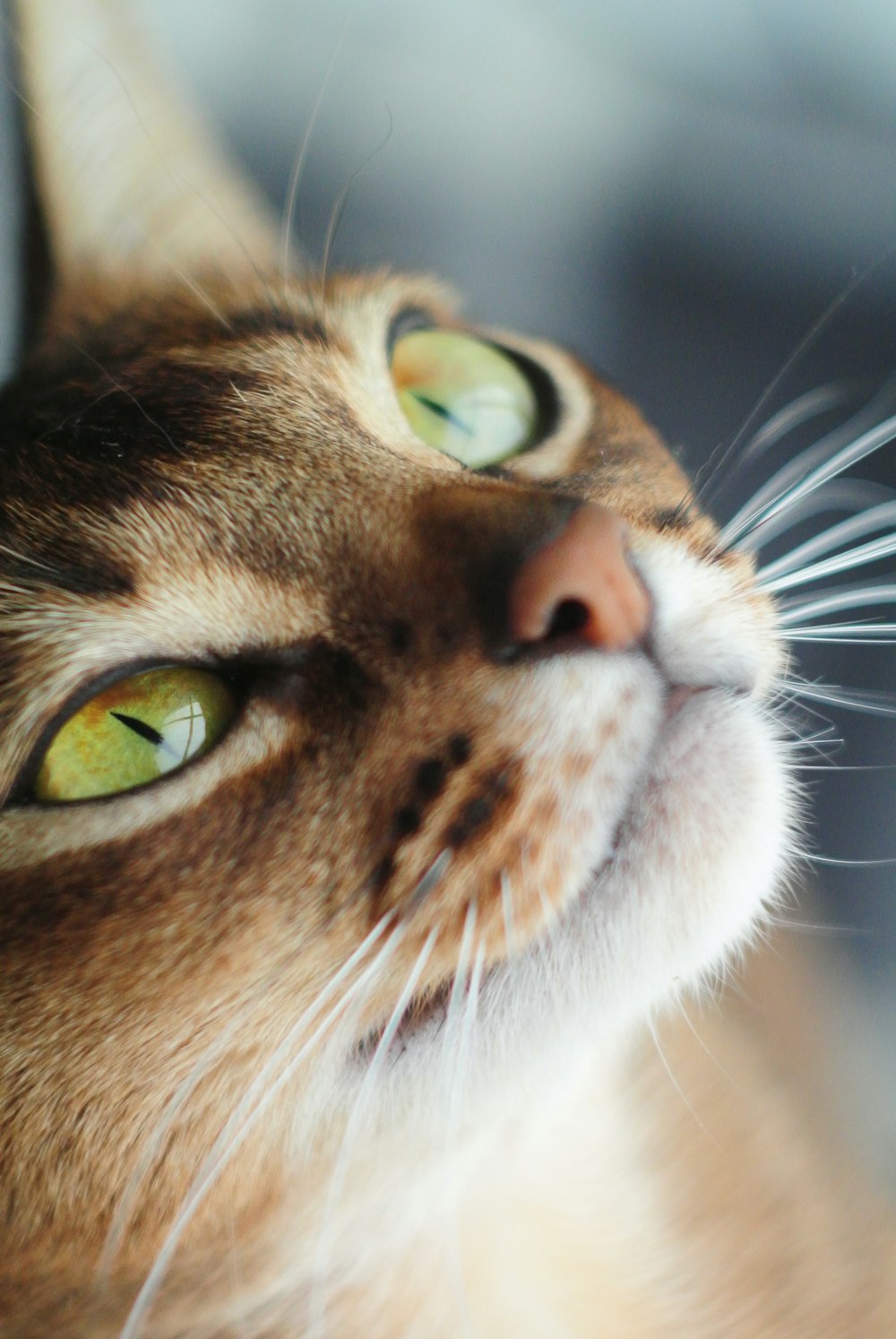 brown tabby cat in close up photography