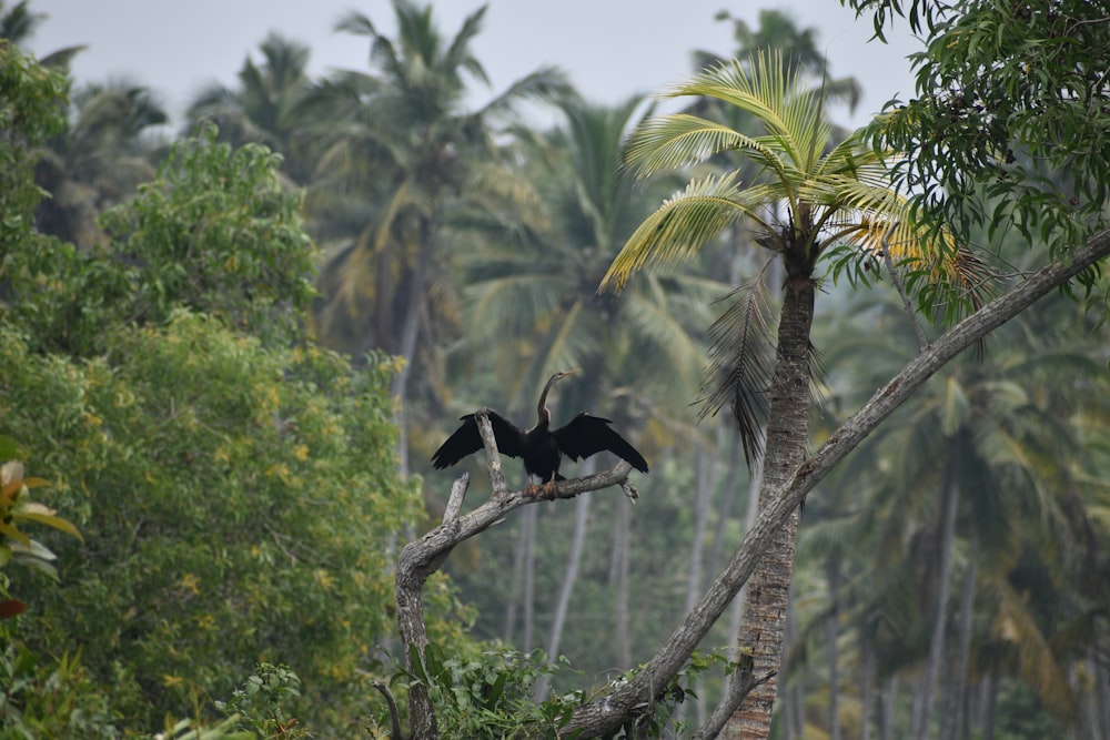 black bird on brown tree branch during daytime