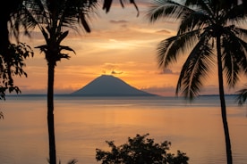 silhouette of palm tree near body of water during sunset