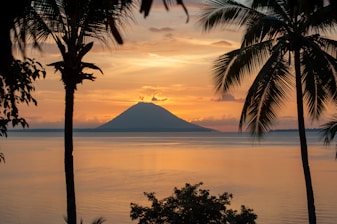 silhouette of palm tree near body of water during sunset