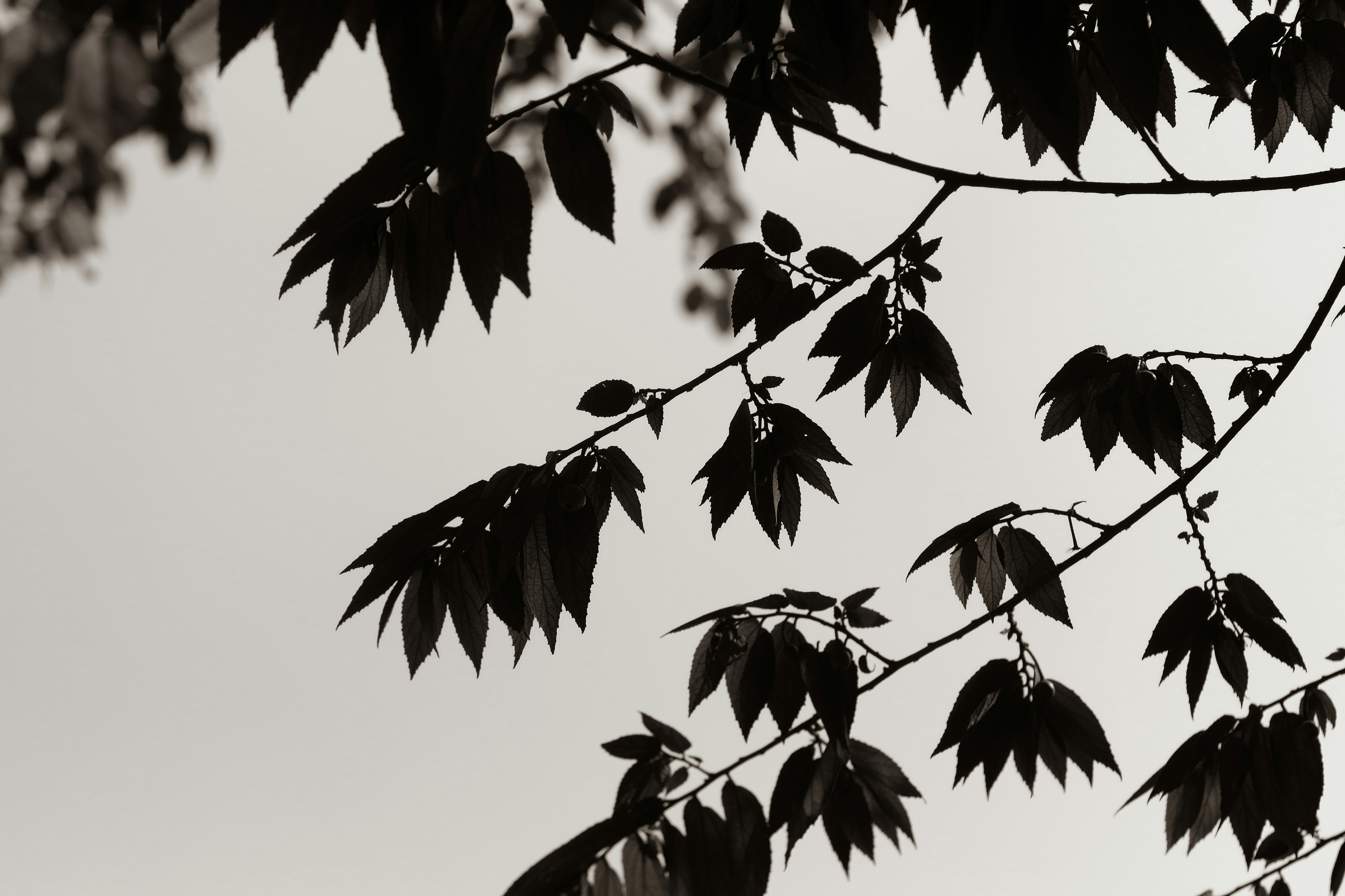 Photo by muaraibrahim