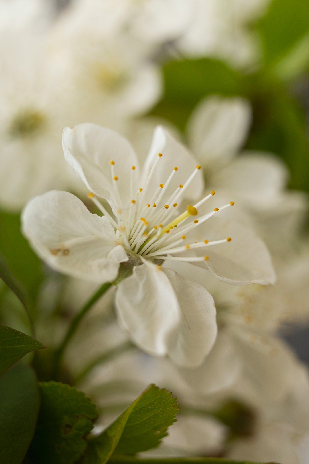 white flower with green leaves