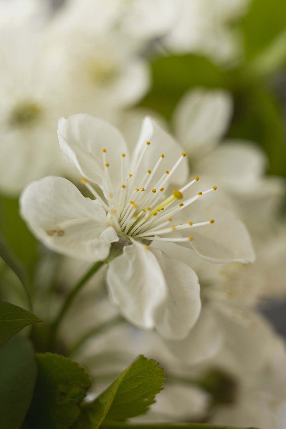 white flower with green leaves