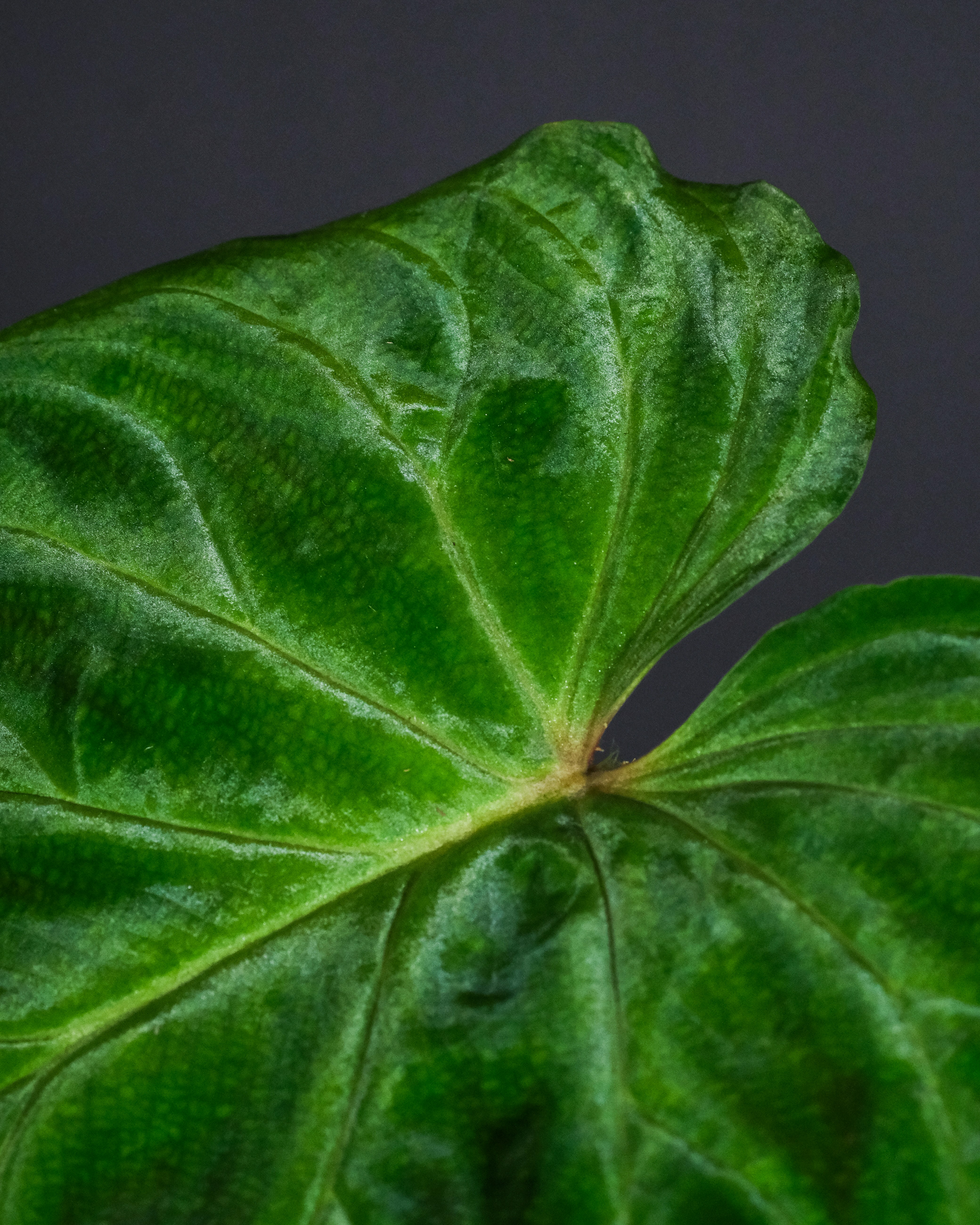 Photo by feeypflanzen