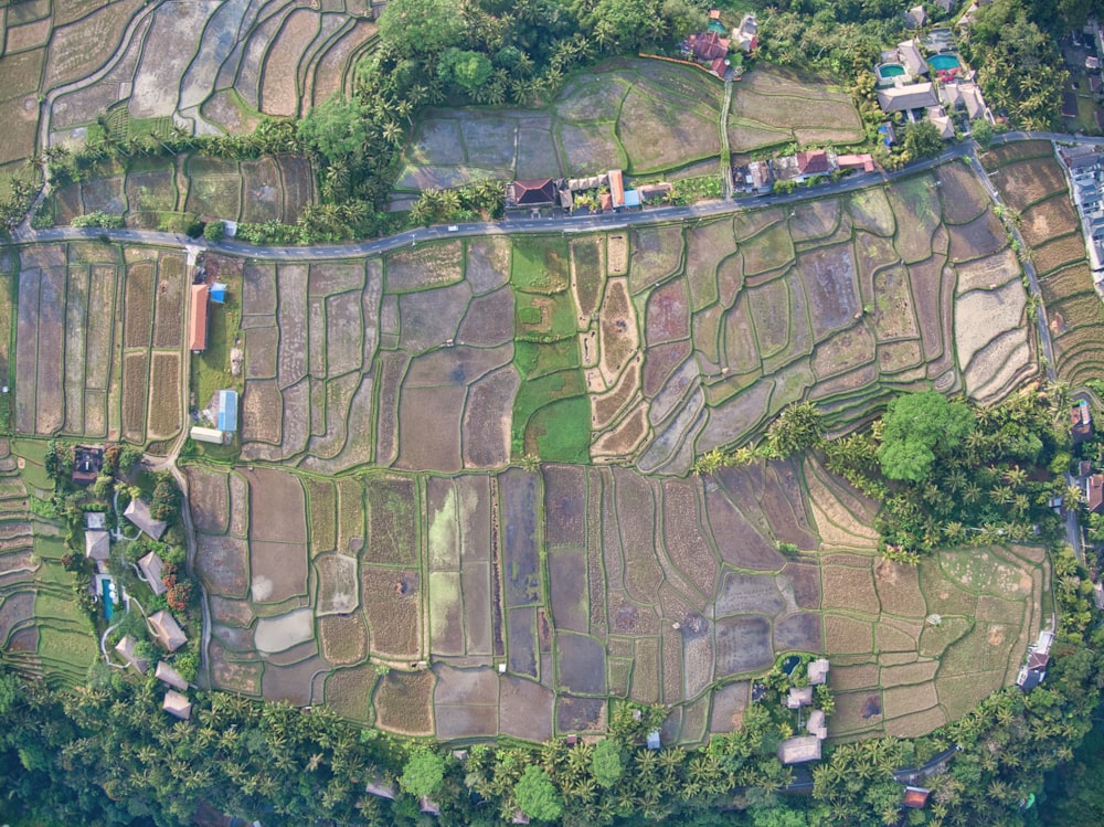 aerial view of green trees and brown mountain