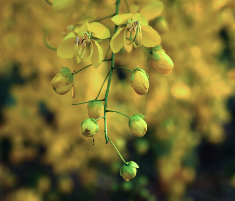 yellow flower in tilt shift lens