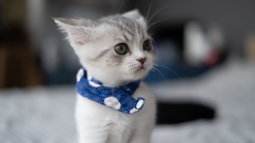 white and gray cat with blue ribbon on head